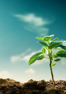 a small plant growing 